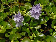 Čeleď: Modráskovité (Pontederiaceae Kunth)
