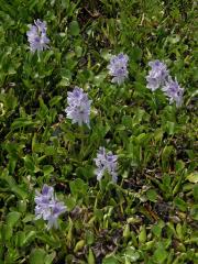 Tokozelka nadmutá (Eichhornia crassipes (Mart.) Solms)