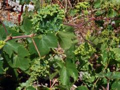 Hálky mšice rávokaze (Viteus vitifolii L.)