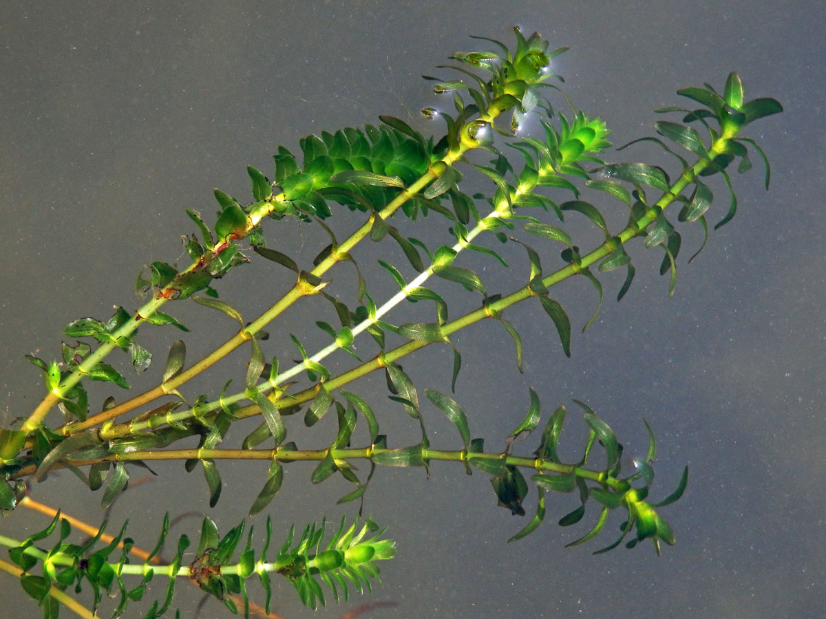 Vodní mor kanadský (Elodea canadensis Michx.)