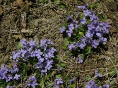 Violka srstnatá (Viola hirta L.)