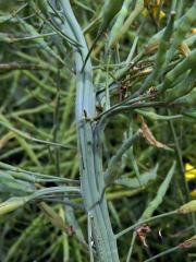 Fasciace brukve řepky (Brassica napus L.)