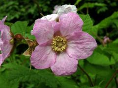 Ostružiník vonný (Rubus odoratus L.)