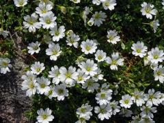 Rožec rolní žláznatý (Cerastium arvense L. subsp. glandulosum (Kit.) Soó)