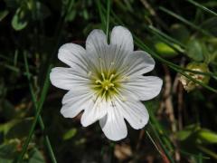 Rožec rolní žláznatý (Cerastium arvense L. subsp. glandulosum (Kit.) Soó)