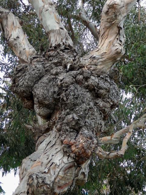 Tumory na blahovičníku (Eucalyptus L´Hér) (1a)