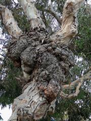 Tumory na blahovičníku (Eucalyptus L´Hér)