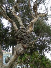 Tumory na blahovičníku (Eucalyptus L´Hér) (1b)