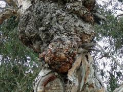 Tumory na blahovičníku (Eucalyptus L´Hér) (1c)