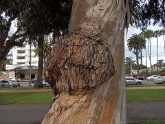 Tumory na blahovičníku (Eucalyptus L´Hér) (2b)
