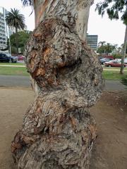 Tumory na blahovičníku (Eucalyptus L´Hér) (3a)