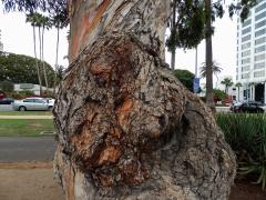 Tumory na blahovičníku (Eucalyptus L´Hér) (3b)