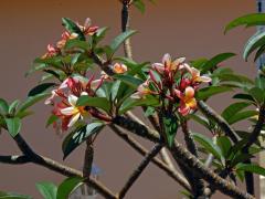 Plumérie (Plumeria rubra L.)