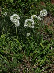 Kalokvět (Agapanthus praecox Willd.)