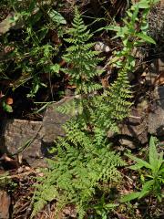 Čeleď: Papratkovité (Woodsiaceae (Diels) Herter    