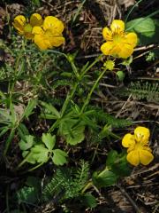 Pryskyřník mnohotvárný (Ranunculus fallax (Wimm. et Grab.) Sloboda)