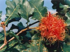 Hálky žlabatky ježaté (Andricus caputmedusae), dub cer