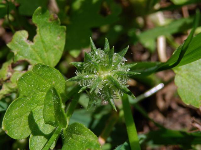 Pryskyřník měkkoostenný (Ranunculus muricatus L.)