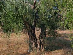 Olivovník evropský (Olea europea L.)