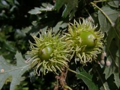 Dub cer (Quercus cerris L.)