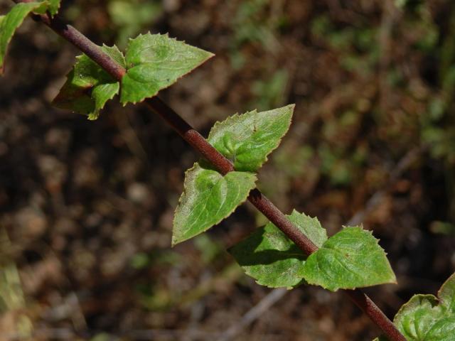 Keckiella cordifolia (Benth.) Straw