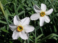 Narcis (Narcissus L.)