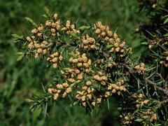 Čeleď: Cypřišovité (Cupressaceae Bartl.)   