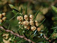 Jalovec obecný pravý (Juniperus communis L. subsp. communis)