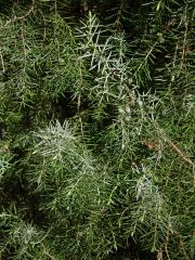 Jalovec obecný pravý (Juniperus communis L. subsp. communis)