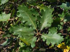 Dub pýřitý (Quercus pubescens Willd.)