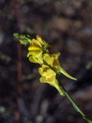 Úporek prutnatý (Kickxia scoparia (Brouss. ex Spreng.) Kunk. & Sund.)