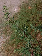 Merlík tuhý (Chenopodium strictum Roth)