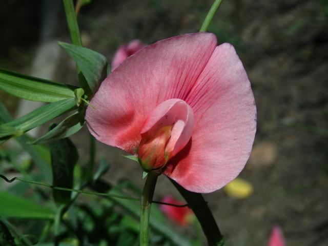 Hrachor (Lathyrus roseus Steven)