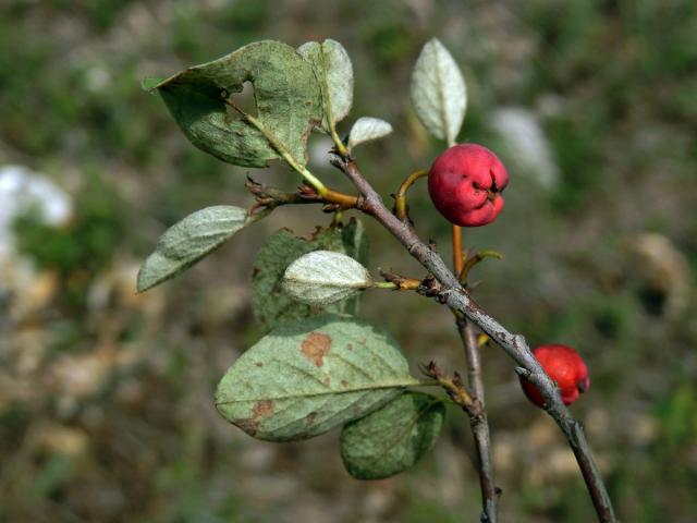 Skalník celokrajný (Cotoneaster integerrimus Med.)