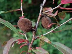 Mandloň nízká (Prunus tenella Batsch)