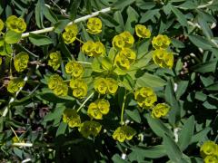 Pryšec (Euphorbia nicaensis All. )