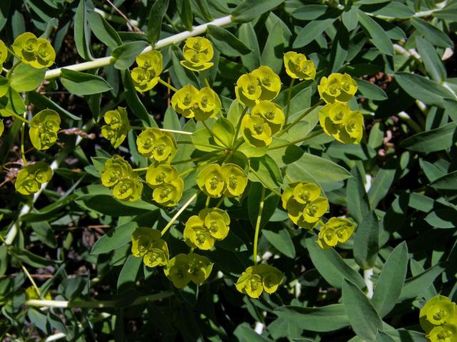 Pryšec (Euphorbia nicaensis All. )