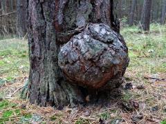 Tumor na borovici lesní (Pinus sylvestris L.) (11)