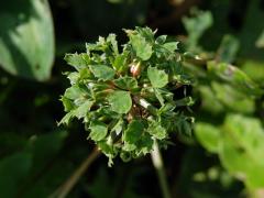 Jetal luční (Trifolium pratense L.) - proliferace (6)