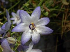 Zvonek (Campanula pyramidalis L.), sedmičetný květ