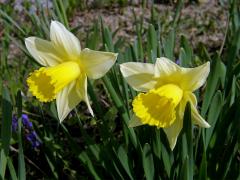 Narcis žlutý (Narcissus pseudonarcissus L.)