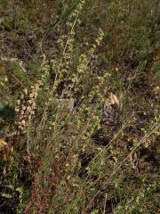Pelyněk ladní (Artemisia campestris L.)