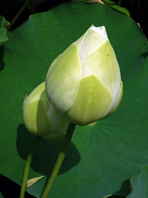 Lotos (Nelumbo lutea Willd.)