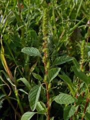 Laskavec zelenoklasý (Amaranthus powellii S. Watson)