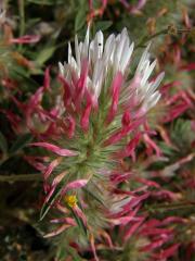 Jetel úzkolistý (Trifolium angustifolium L.)