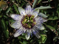 Mučenka modrá (Passiflora caerulea L.)