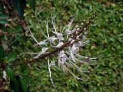 Orthosiphon aristatus (Blume) Miq.