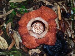 Čeleď: Rafflesiaceae Dum. 