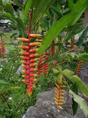 Heliconia L.
