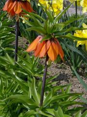 Řebčík (Fritillaria L.)